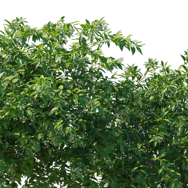 Cestrum Nocturnum 01