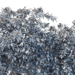 Cestrum Nocturnum 01