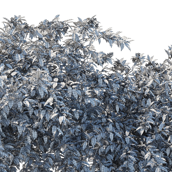Cestrum Nocturnum 01