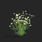 Chamaemelum flower