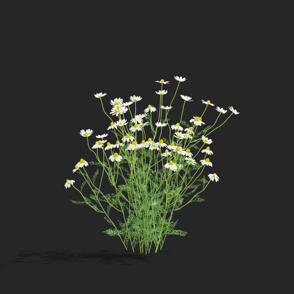 Chamaemelum flower