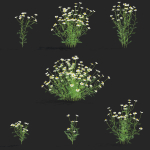 Chamaemelum flower