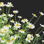 Chamaemelum flower