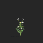 Chamaemelum flower