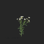 Chamaemelum flower
