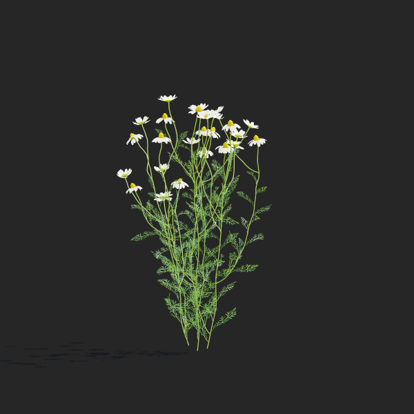 Chamaemelum flower