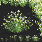 Chamaemelum flower