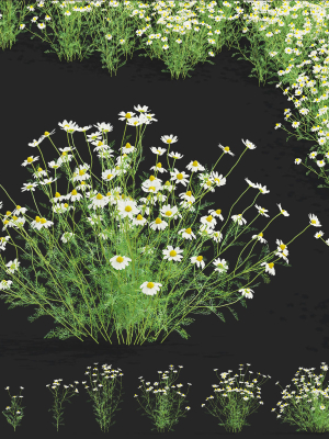 Chamaemelum flower