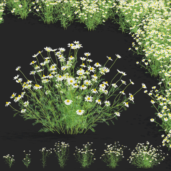 Chamaemelum flower