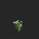 Chamaemelum flower