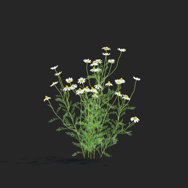 Chamaemelum flower