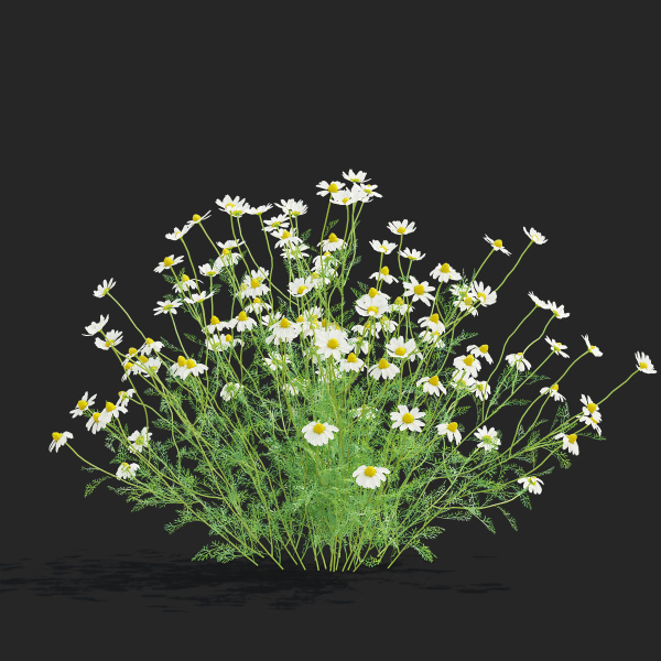 Chamaemelum flower