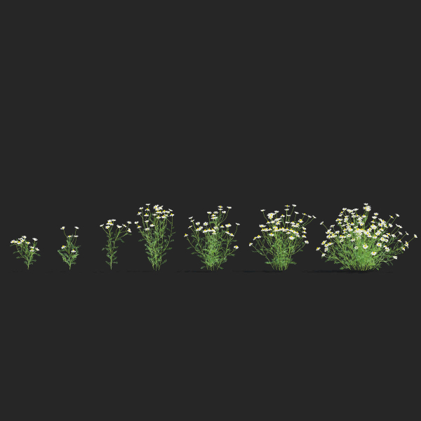 Chamaemelum flower