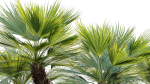 Chamaerops humilis - Moroccan Blue Palm - 01