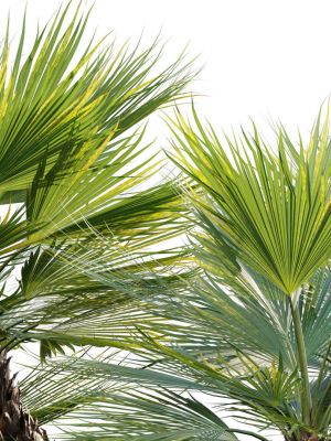 chamaerops-humilis-moroccan-blue-palm-01-3d-model