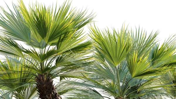 Chamaerops humilis - Moroccan Blue Palm - 01