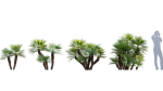 Chamaerops humilis - Moroccan Blue Palm - 01