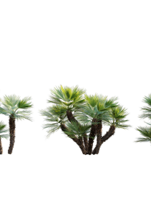 Chamaerops humilis - Moroccan Blue Palm - 01
