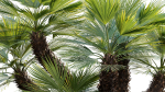 Chamaerops humilis - Moroccan Blue Palm - 02