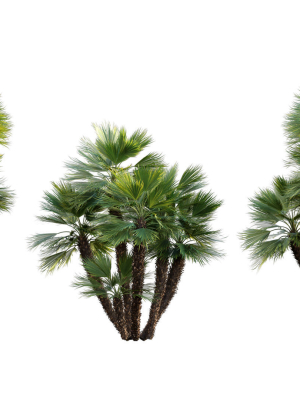 Chamaerops humilis - Moroccan Blue Palm - 02