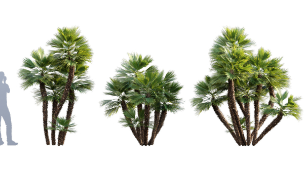 Chamaerops humilis - Moroccan Blue Palm - 02
