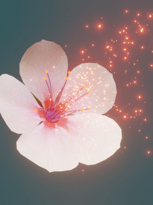 Cherry blossom