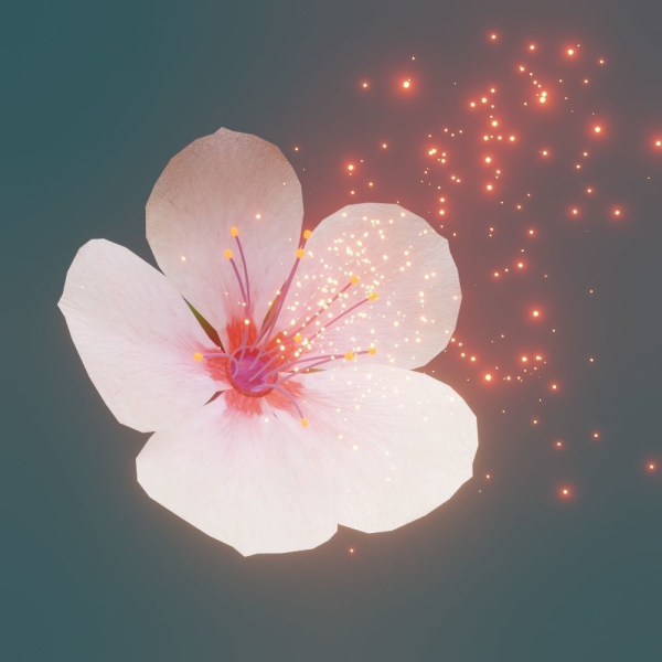 Cherry blossom