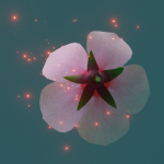 Cherry blossom