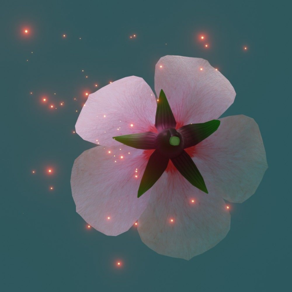 Cherry blossom