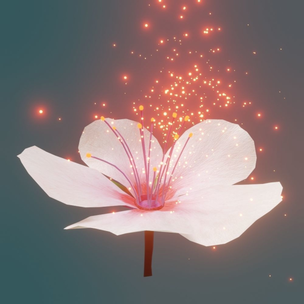 Cherry blossom