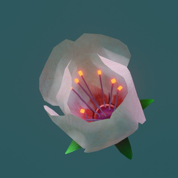 Cherry blossom