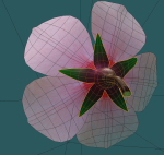 Cherry blossom