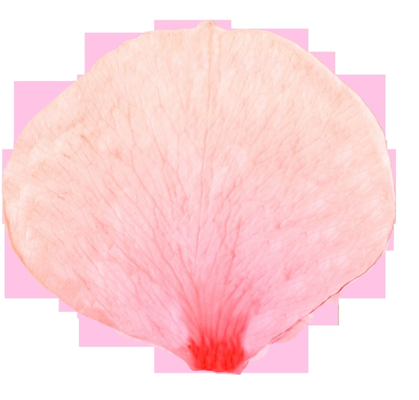 Cherry blossom