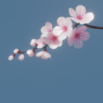 cherry blossom branch animation