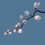 cherry blossom branch animation