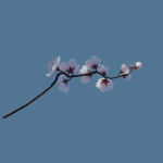 cherry blossom branch animation