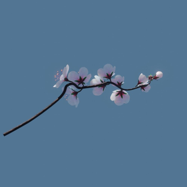 cherry blossom branch animation