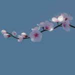 cherry blossom branch animation