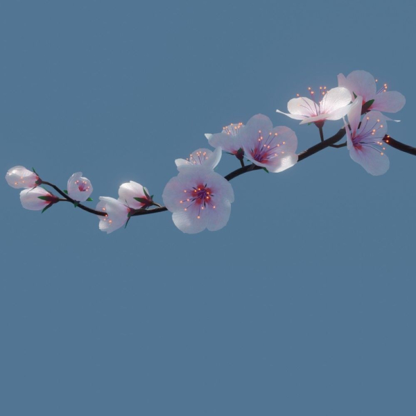 cherry blossom branch animation