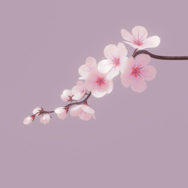 cherry blossom branch animation