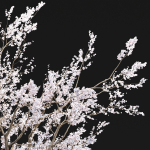 Cherry blossom tree vol 98
