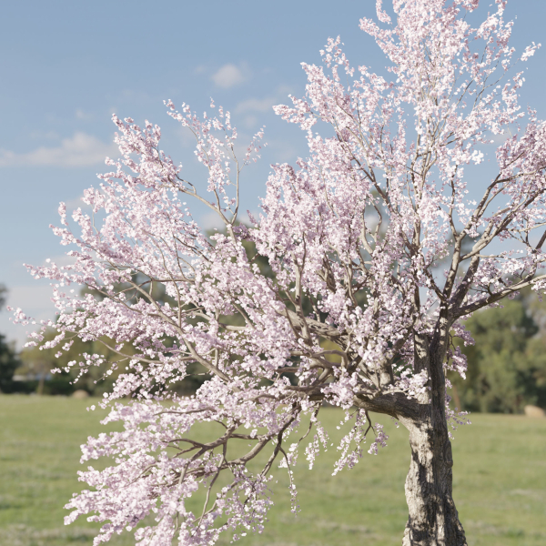 Cherry blossom tree vol 98