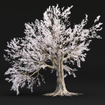 Cherry blossom tree vol 98