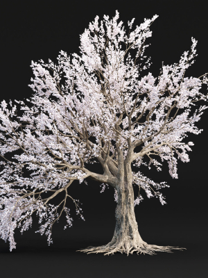 Cherry blossom tree vol 98