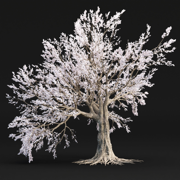 Cherry blossom tree vol 98