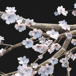 Cherry blossom tree vol 98