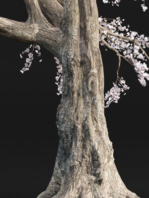 cherry-blossom-tree-vol-98-3d-model-fe6f6ff0e1