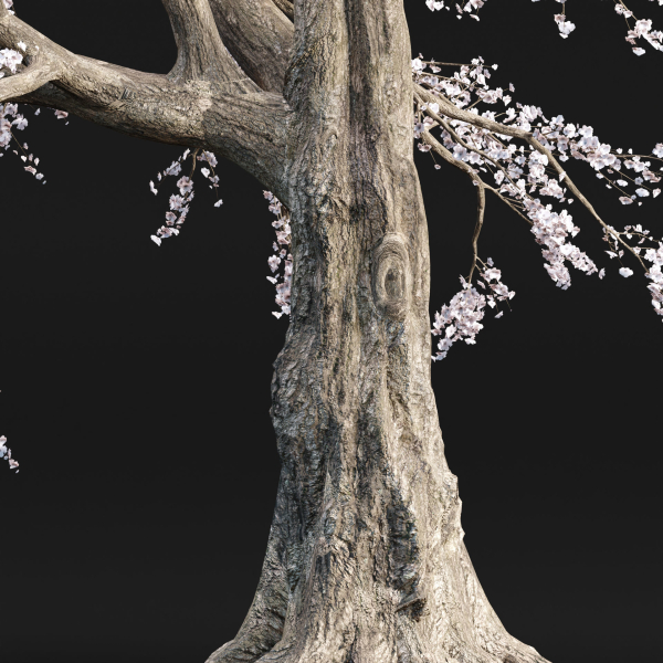Cherry blossom tree vol 98