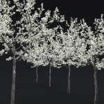 Cherry flowering Pack 01