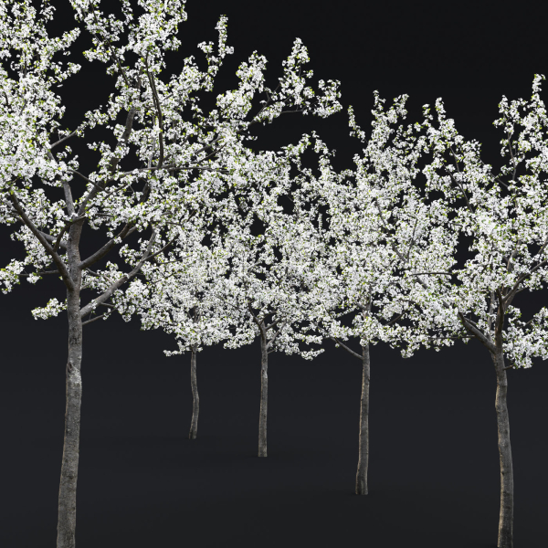 Cherry flowering Pack 01
